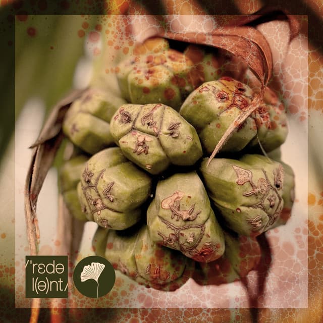 Oshun - Drum Radio Mix